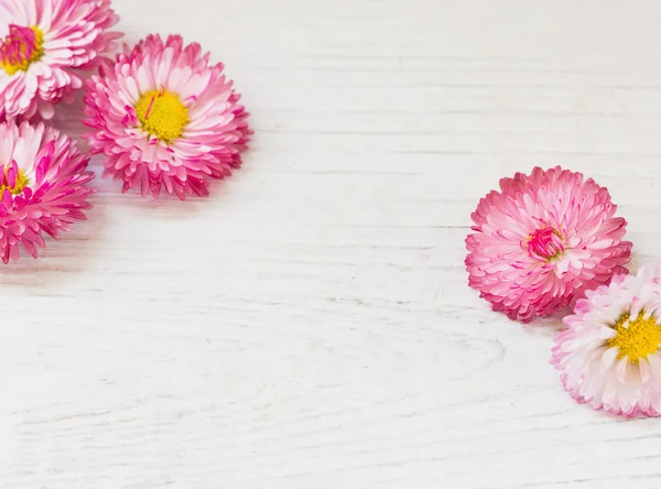 Pink daisy on white wooden background — Stock Photo, Image