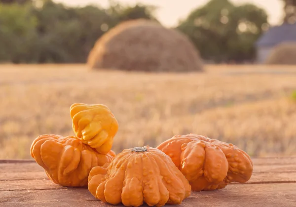 Calabazas en mesa de madera al aire libre — Foto de Stock