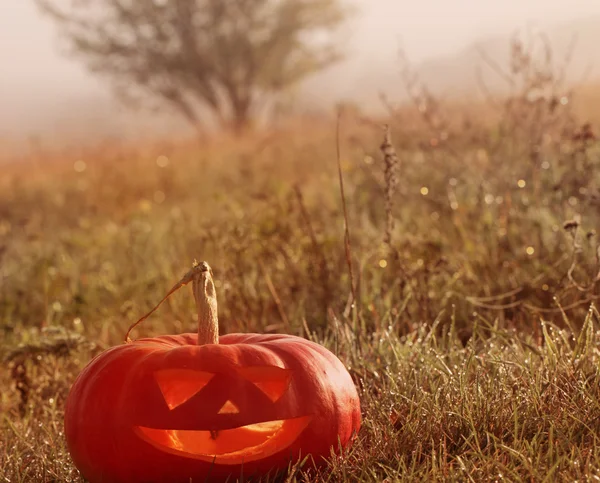 Halloween dýně venkovní — Stock fotografie
