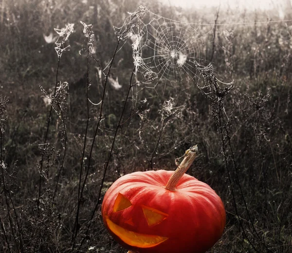 Halloween dýně s venkovní pavučina — Stock fotografie