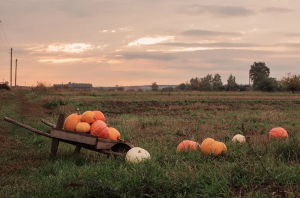 Citrouilles extérieur — Photo