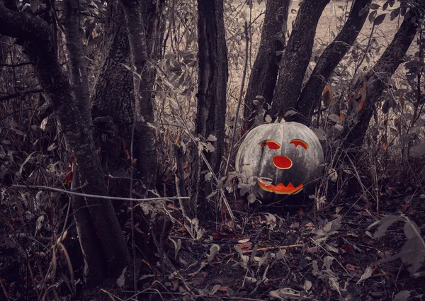 Halloween dýně v temném lese — Stock fotografie