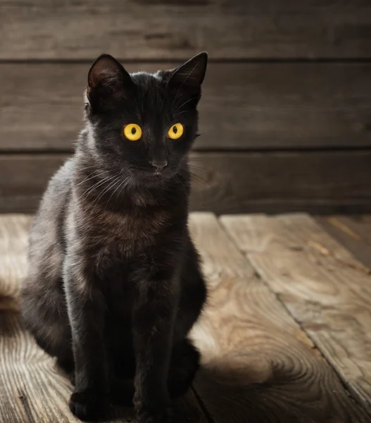 Preto gato no fundo de madeira — Fotografia de Stock