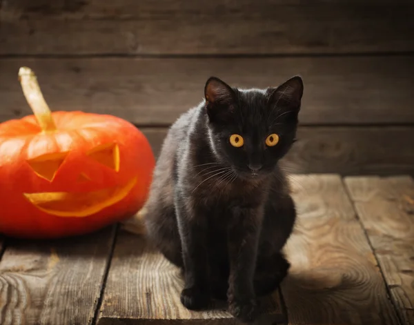 Halloween pumpkin and black cat on wooden background — Stock Photo, Image