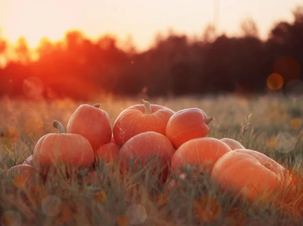 Pumpkins outdoor — Stock Photo, Image