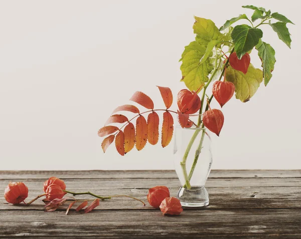 Stillleben mit roten Physalis — Stockfoto