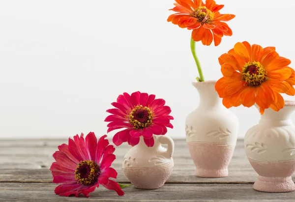 Квітка цинії у вазі — стокове фото