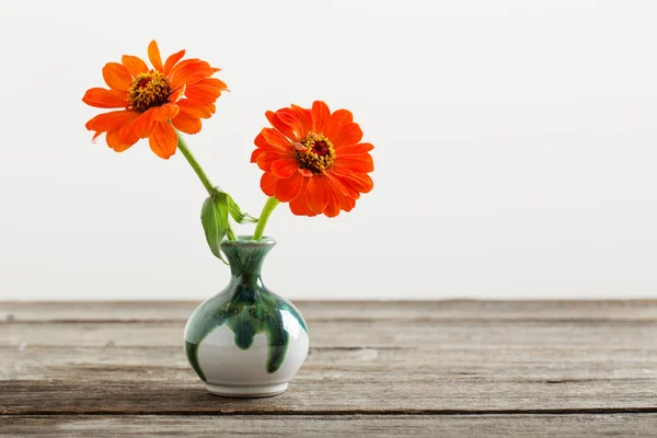 Квітка цинії у вазі — стокове фото