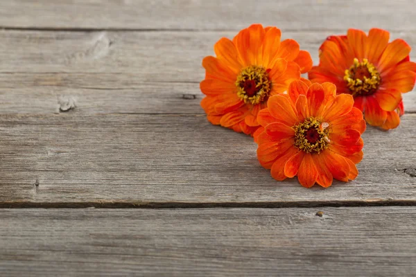 Zinnia on wooden background — Stock Photo, Image