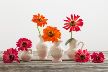 bir vazoda Zinnia çiçeği