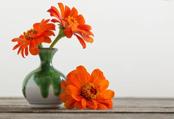 Zinnia Blume in einer Vase — Stockfoto