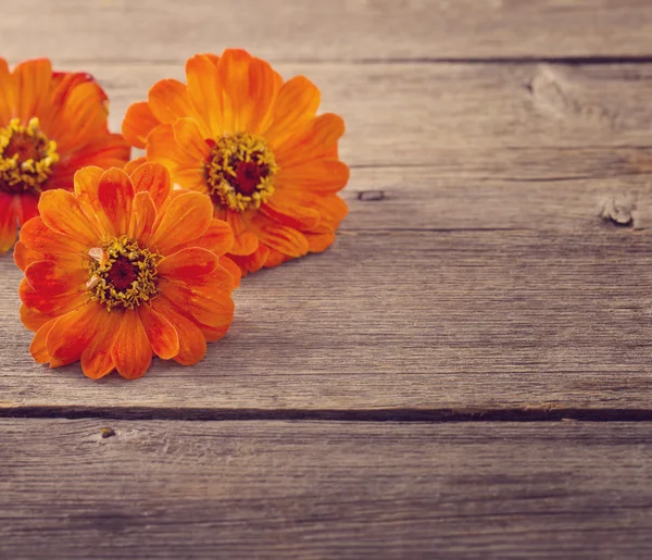 Zinnia on wooden background — Stock Photo, Image