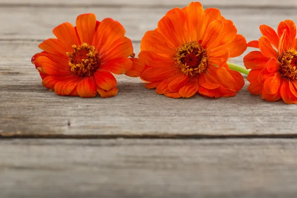 Zinnia on wooden background — Stock Photo, Image