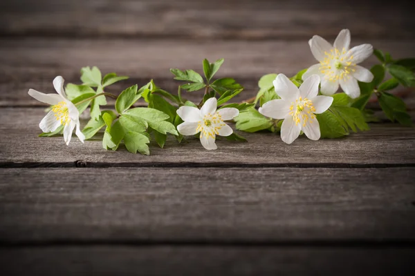 Weiße Blumen auf hölzernem Hintergrund — Stockfoto