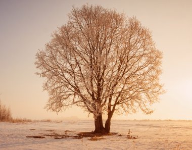 Güzel kış manzarası