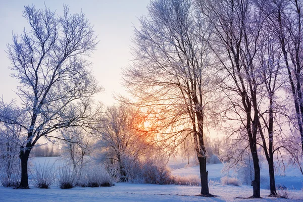 Prachtig winterlandschap — Stockfoto