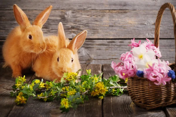 Lilla kaniner med vårblommor — Stockfoto