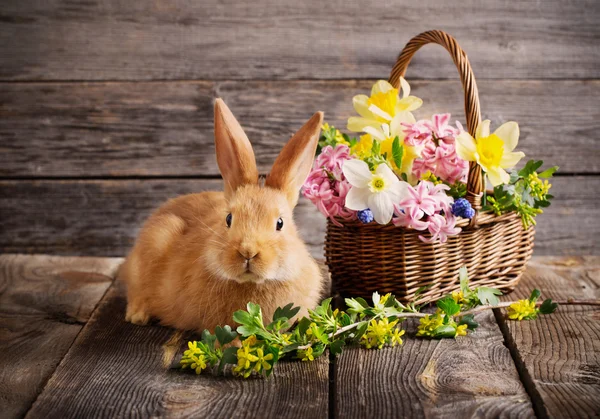 Little rabbit with spring flowers — Stock Photo, Image