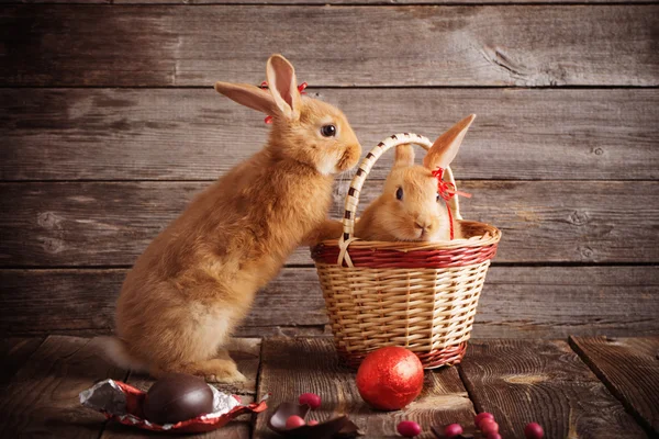 兔木制背景上的巧克力蛋 — 图库照片