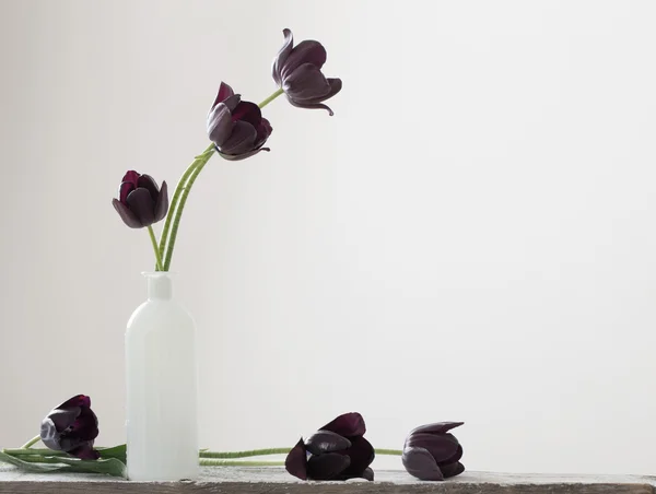 Tulipani scuri in vaso — Foto Stock