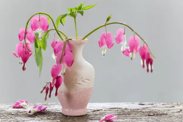 Blutende Herzblumen in der Vase — Stockfoto