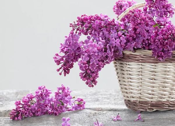 Cesto con un ramo di fiore di lilla — Foto Stock