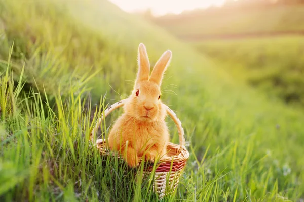 Red rabbits in sunlight — Stock Photo, Image