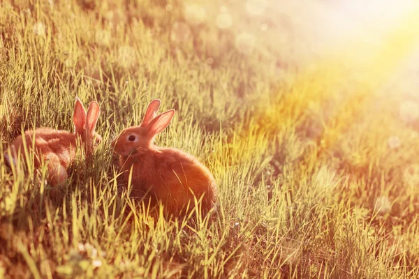 Red rabbits in sunlight — Stock Photo, Image