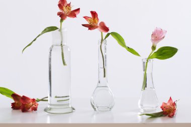 Masada Vazoda Çiçekler alstroemeria