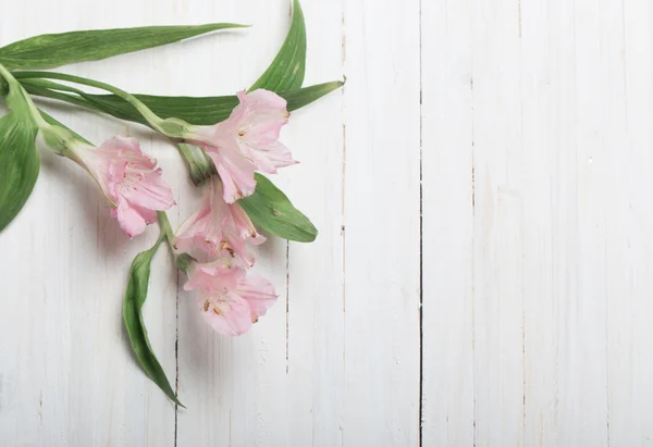 Alstroemeria Blumen auf weißem Holzhintergrund — Stockfoto