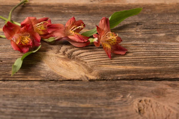 Alstroemeria fleurs sur vieux fond en bois — Photo