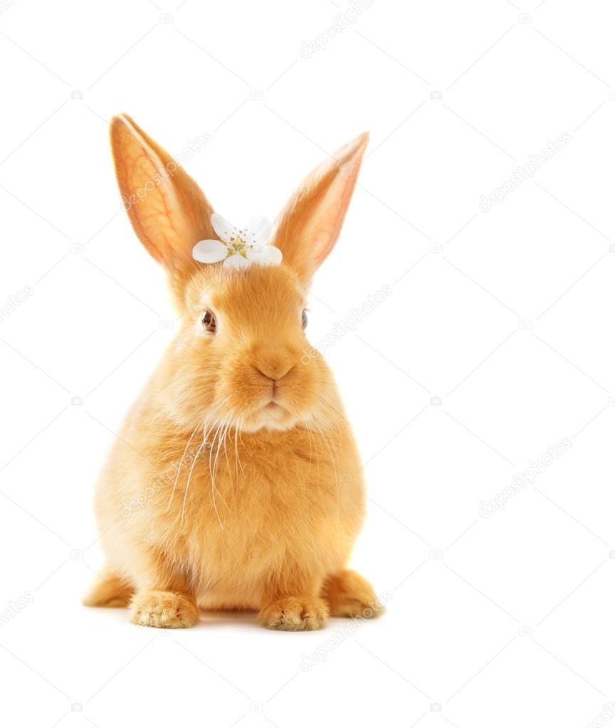  red rabbit isolated on white background