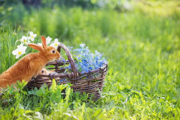Röda kaniner utomhus — Stockfoto