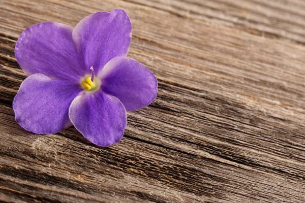 Fialové květy na dřevěné pozadí — Stock fotografie