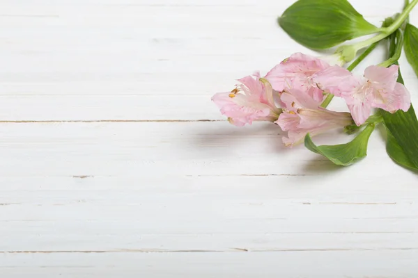 Alstroemeria bloemen op witte houten achtergrond — Stockfoto