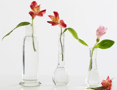 Masada Vazoda Çiçekler alstroemeria