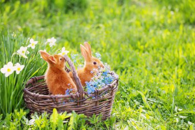 küçük tavşan açık kırmızı