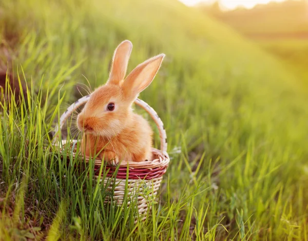 Red little rabbits outdoor — Stock Photo, Image
