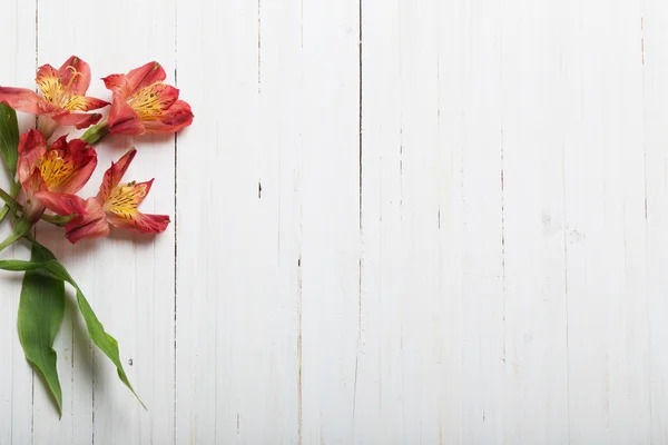 Alstroemeria-Blüten auf weißem hölzernen Backgrond — Stockfoto