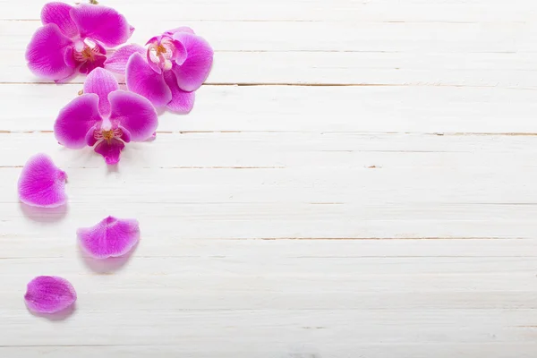 Orquídea sobre fondo de madera blanca — Foto de Stock