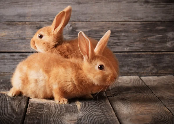 Lapins rouges sur fond en bois — Photo