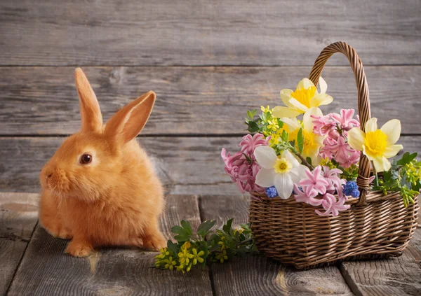 春の花と小さなウサギ — ストック写真