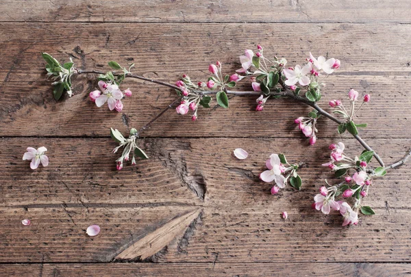 Apple flowers on wooden background — Stock Photo, Image