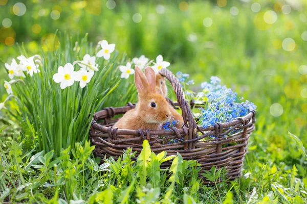 Red rabbits outdoors — Stock Photo, Image
