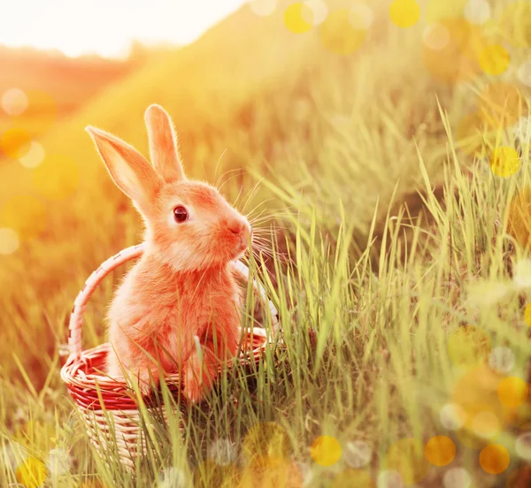 Rabbit in basket outdoor — Stock Photo, Image