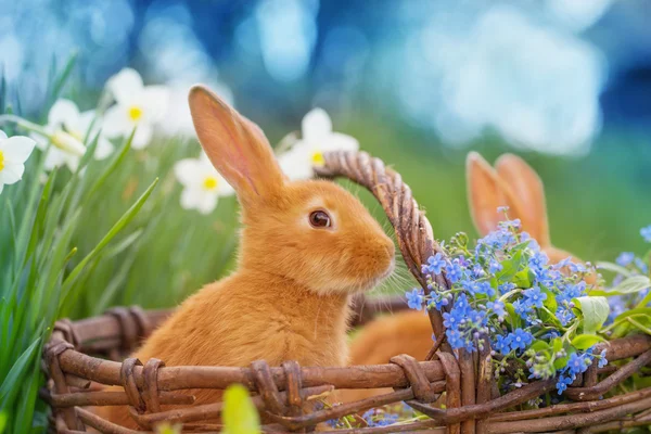 Red rabbits outdoor — Stock Photo, Image