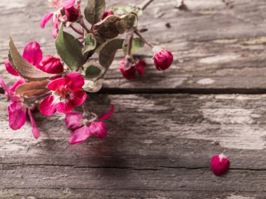 Ahşap arka plan üzerinde Apple çiçekler