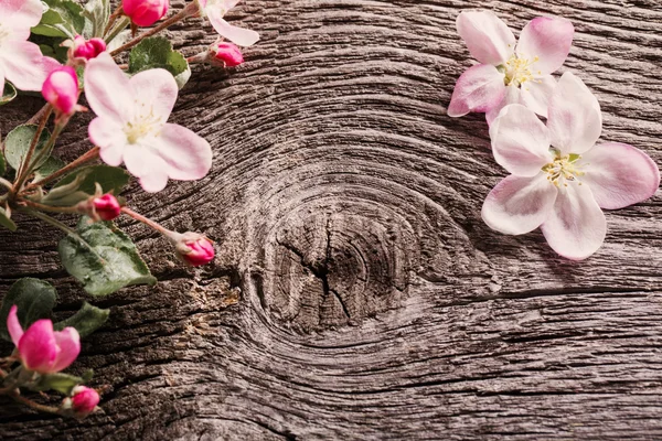 Apple λουλούδια σε ξύλινα φόντο — Φωτογραφία Αρχείου