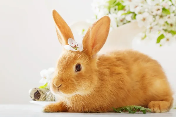 Красный кролик с пасхальными яйцами на белом фоне — стоковое фото