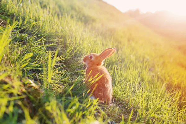 Rabbit in basket outdoor — Stock Photo, Image